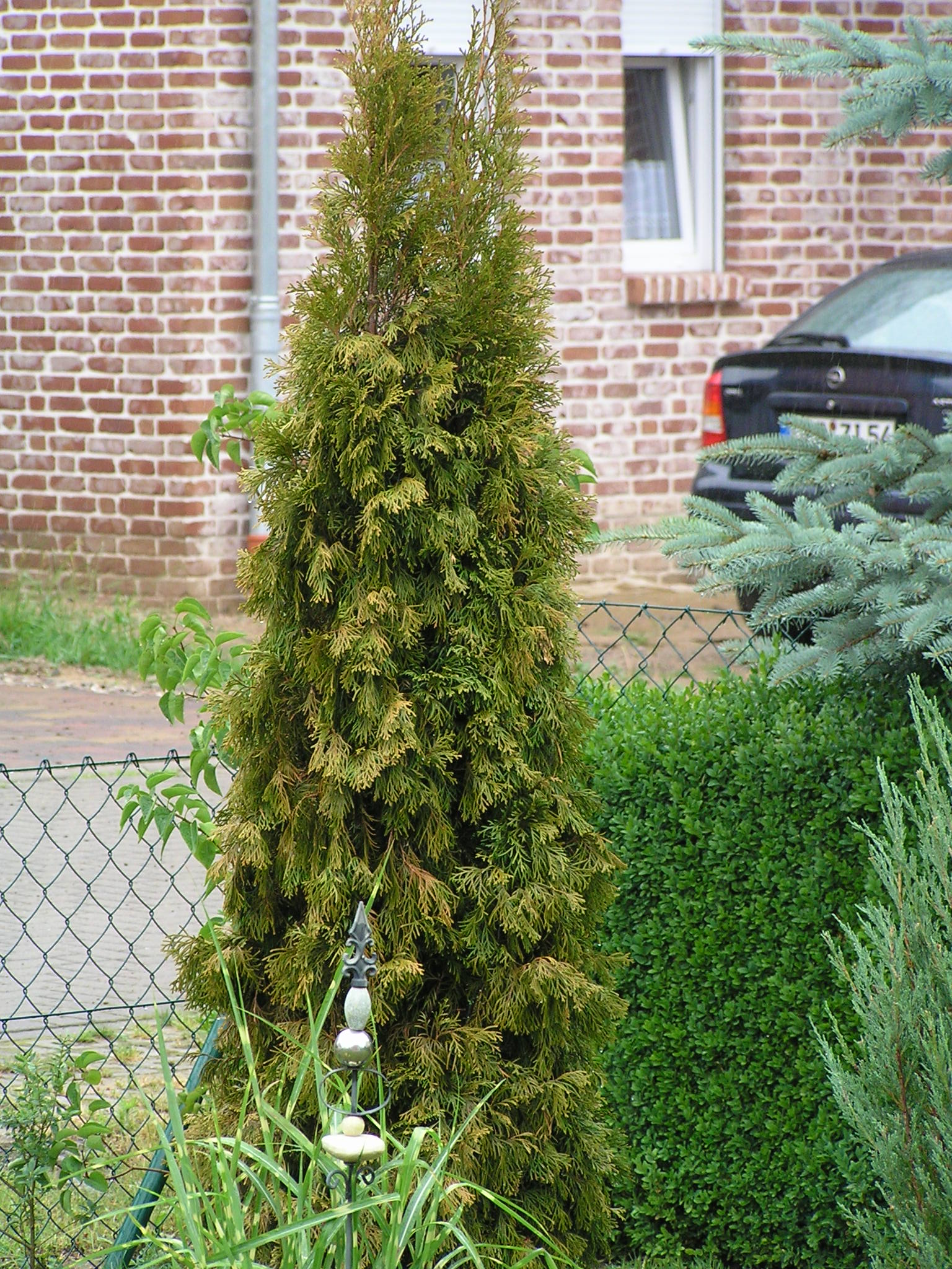 Was ist mit unsrer Smaragdthuja  Pflanzenkrankheiten & Schdlinge   GREEN24 Pflanzen & Garten Forum