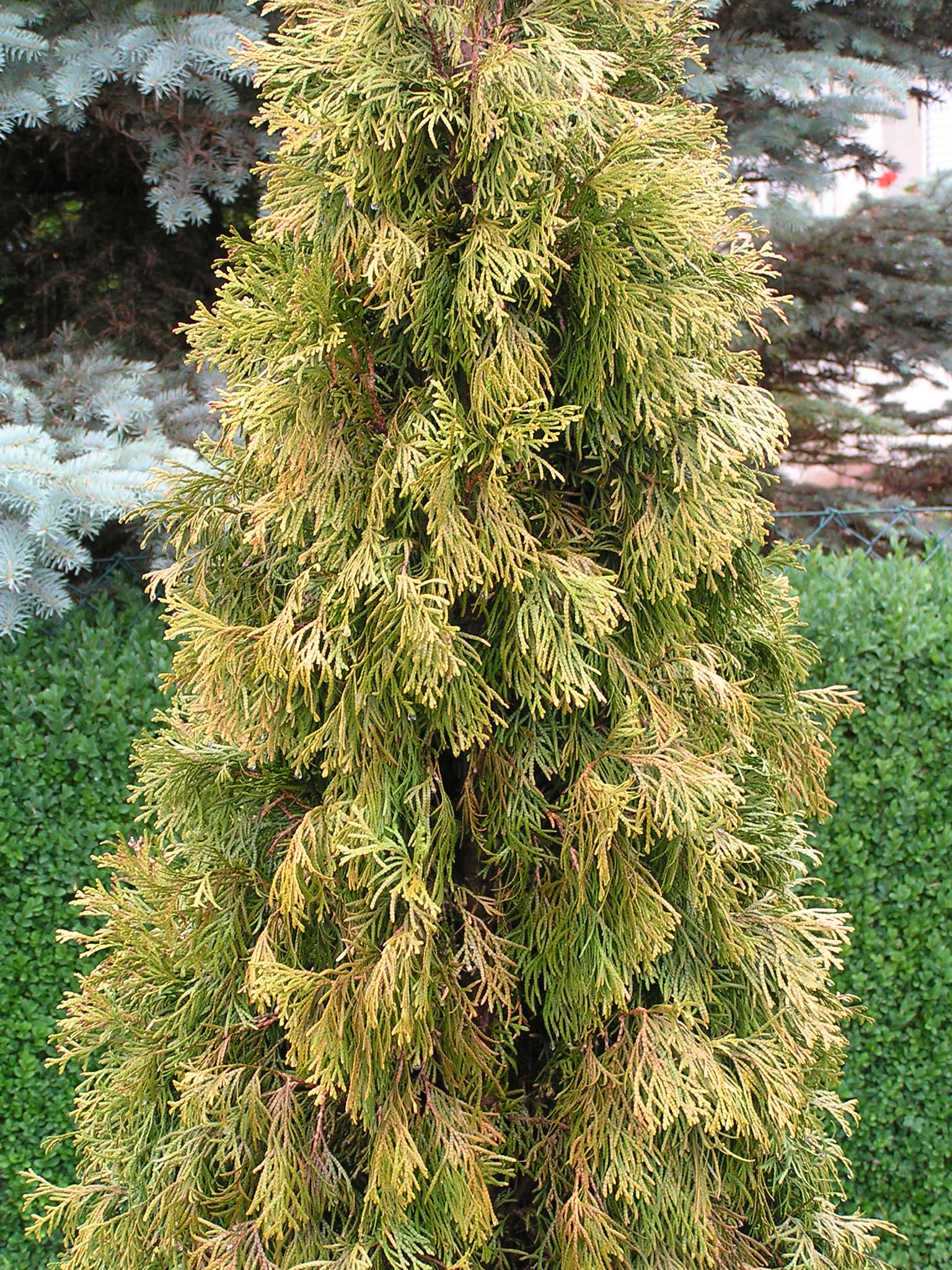 thuja 5m Junior Giant Thuja Tree for Sale - Grows to 20' Tall main image 0