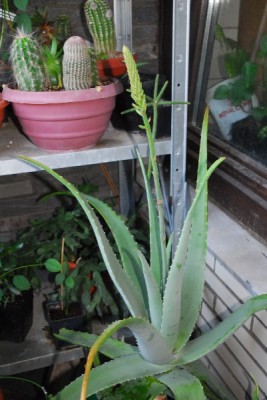 Aloe14 019pp.jpg