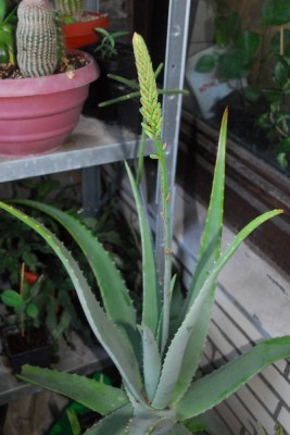 Aloe14 021pp.jpg