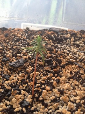 Sequoia_2014June11.JPG