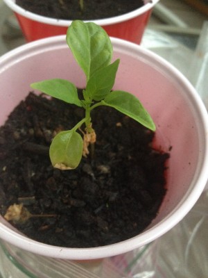 Cayenne_2014June11.JPG