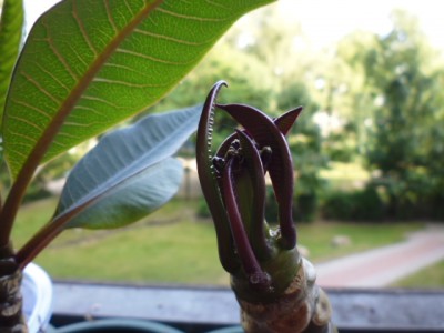 P1000237.JPG