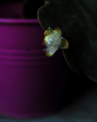 Frühling14 181pp.jpg