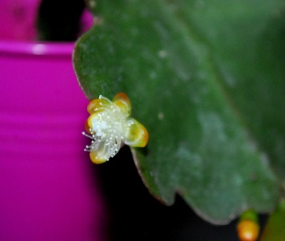 Frühling14 183pp.jpg