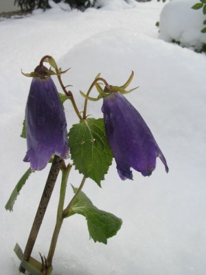 campanula.JPG