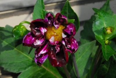 Frühling14 190pp.jpg