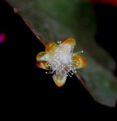 Rhipsalis14 006pp.jpg