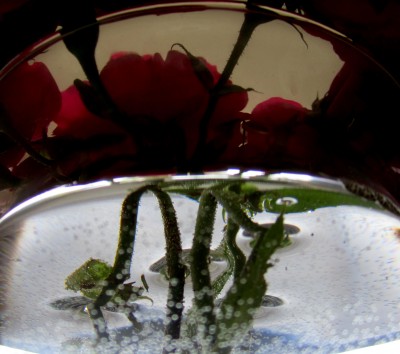 Sommer2014 082.jpg