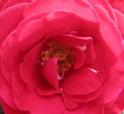 Garten-Röschen.jpg