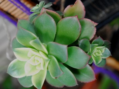 Crassulaceae14 008pp.jpg