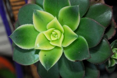 Crassulaceae14 009pp.jpg