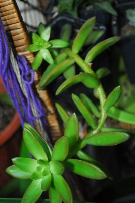 Crassulaceae14 019pp.jpg