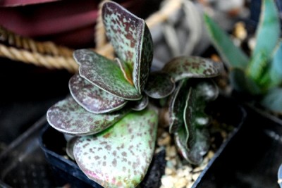 Crassulaceae14 017pp.jpg