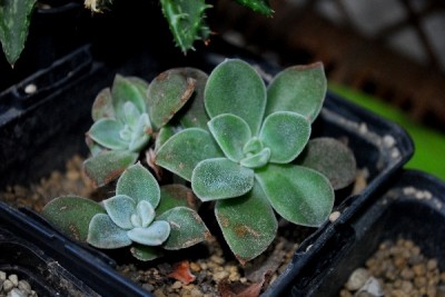 Crassulaceae14 018pp.jpg