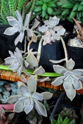 Crassulaceae14 012pp.jpg