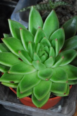 Crassulaceae14 013pp.jpg