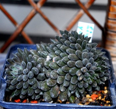 Crassulaceae14 016pp.jpg