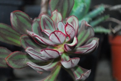 Crassulaceae14 023pp.jpg