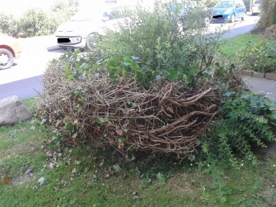 Rosenbogen 2014-06-13.jpg