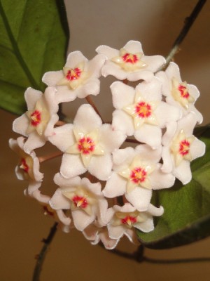 hoya_carnosa.jpg