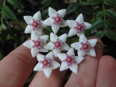 hoya_bella_k.jpg