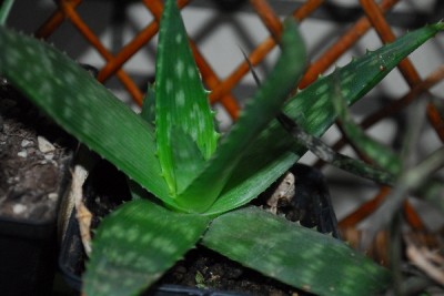 Aloe14 023pp.jpg
