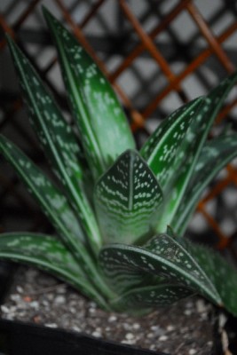 Aloe14 024pp.jpg