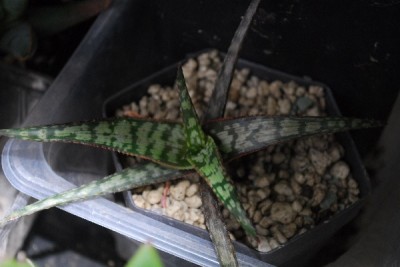 Aloe14 028pp.jpg