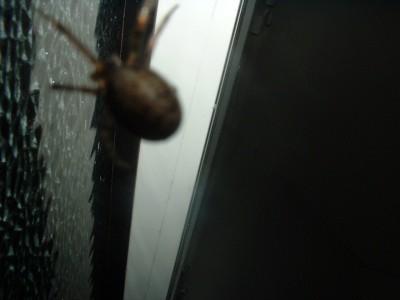 spinne (7).JPG