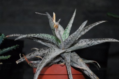 Aloe14 030pp.jpg
