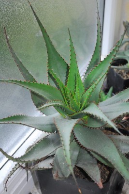 Aloe14 035pp.jpg