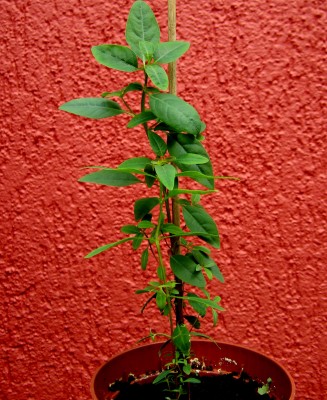 Regenbogen -Eukal.jpg