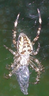 Spinne4.JPG