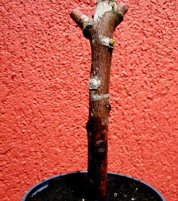 Brachychiton-P. Bonsaiversuch.jpg