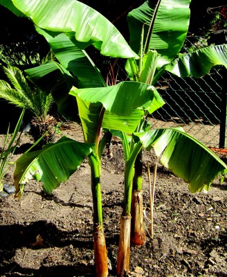 Musa-Basjoo.jpg