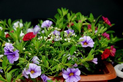 DSC_0480_Zaubergloeckchen.jpg