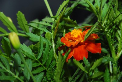 DSC_0476_Tagetes.jpg
