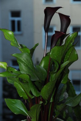 DSC_0478_Calla.jpg