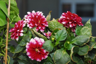 DSC_0481_Dahlie.jpg