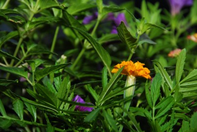 DSC_0483_Tagetes.jpg
