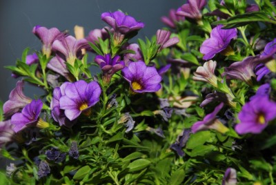 DSC_0484_Zaubergloeckchen.jpg