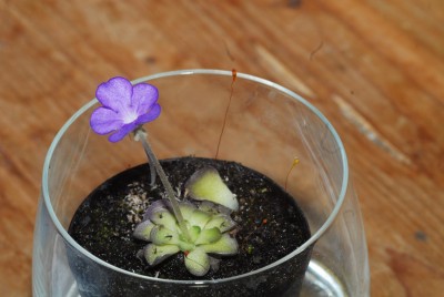 DSC_0488_Ping_cyclosecta.jpg