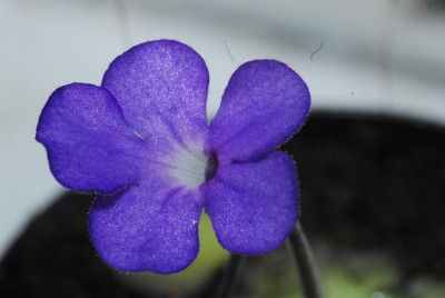 DSC_0487_Ping_cyclosecta.jpg