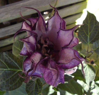 Datura.jpg
