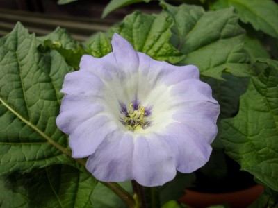 Nicandra.jpg