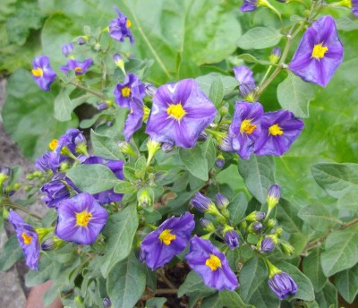 Solanum.jpg