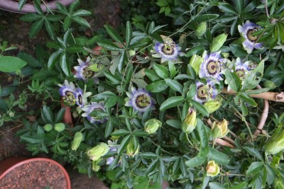 DSCF2737.jpg