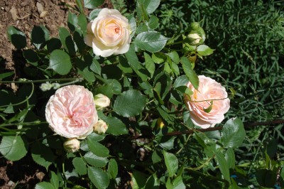 DSC_0749.JPG