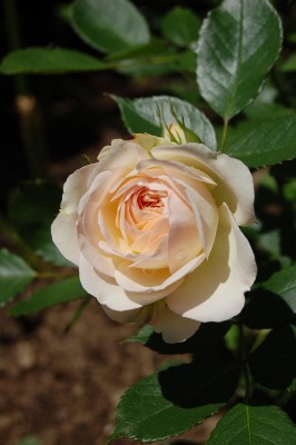 DSC_0750.JPG